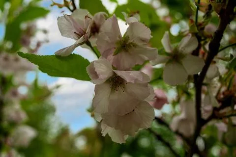 Branches of blossoming cherry in spring. Beautiful pink sakura inflorescences Foto stock