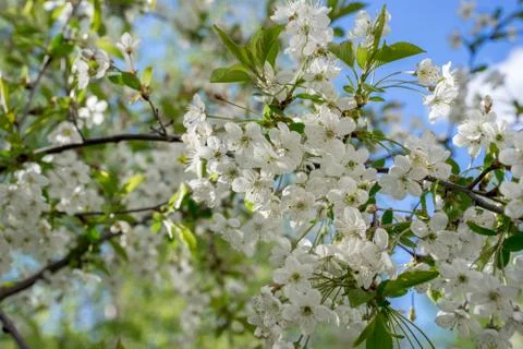 Branches of blossoming cherry in spring. Romantic floral background Stock Photos