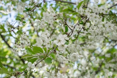 Branches of blossoming cherry in spring. Romantic floral background Stock Photos
