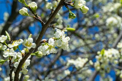 Branches of a blossoming cherry tree with flower buds against a blue sky. Spr Stock Photos