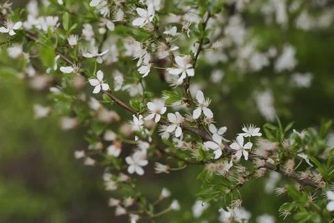 Branches of blossoming cherry tree with soft focus. Beautiful floral image of Stock Photos
