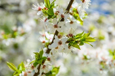 Branches of the blossoming cherry tree on spring Stock Photos