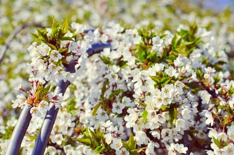 The branches of a blossoming cherry tree with white flowers Foto stock