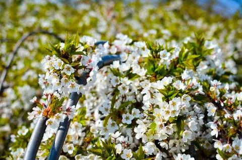 The branches of a blossoming cherry tree with white flowers Stock Photos