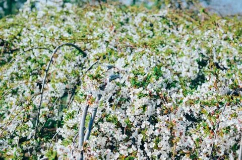 The branches of a blossoming cherry tree with white flowers Stock Photos