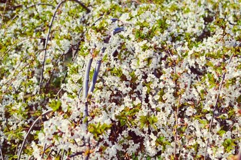 The branches of a blossoming cherry tree with white flowers Stock Photos
