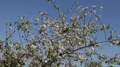 Branches of blossoming cherry waving against the sky Stock Footage 89434257