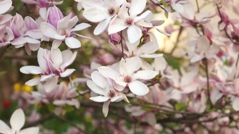 Branches of a blossoming Magnolia Stock Footage 75057150