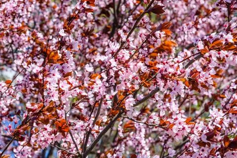 Branches of the blossoming paradise apple tree Stock Photos