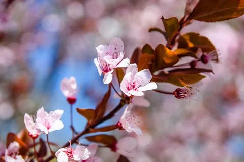 Branches of the blossoming paradise apple tree Stock Photos
