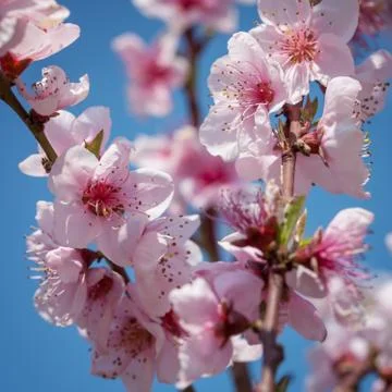 Branches of a blossoming peach Stock Photos