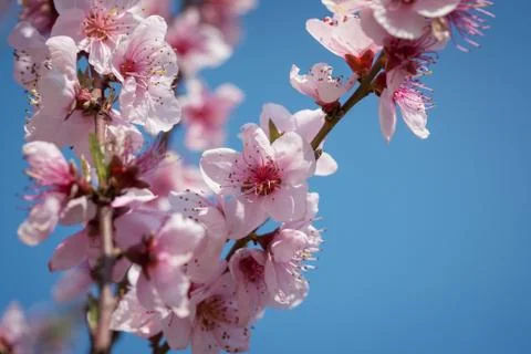 Branches of a blossoming peach Stock Photos