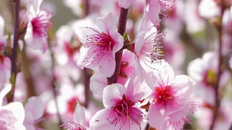 Branches of a blossoming peach tree Stock-Footage 91948013