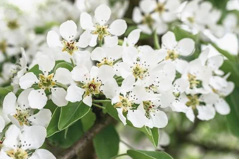 Branches of a blossoming pear tree. Spring flowering gardens. Stock Photos