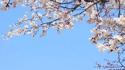 Branches of blossoming sakura against the sky, beautiful spring background Stock Footage 127148160
