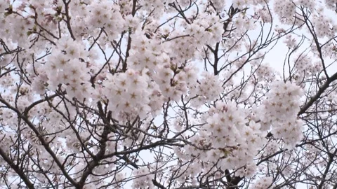 Branches of blossoming sakura against sky, beautiful spring background. Stock Footage 271204129