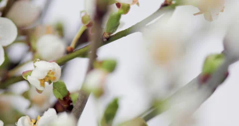 Branches of blossoming sakura Stock Footage 241091041