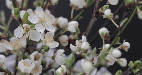 Branches of blossoming sakura Stock Footage 241091566