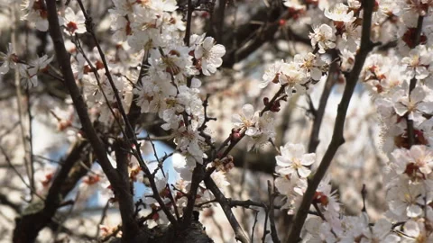 Branches of a blossoming spring apricot Stock Footage 128330479