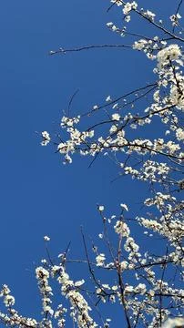 Branches of a blossoming tree against the background of the blue sky in sprin Stock-Fotos