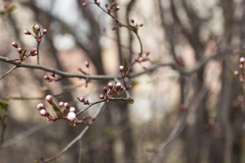 Branches of a blossoming tree against the sky. Cherry plum flowers. Stock Photos