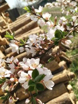 The branches of a blossoming tree. Cherry tree in white flowers. Blurring bac Stock Photos