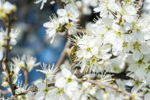 The branches of a blossoming tree. Cherry tree in white flowers Stock Photos