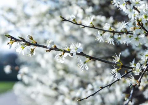 The branches of a blossoming tree. Cherry tree in white flowers Stock Photos