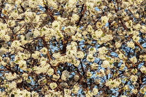 The branches of a blossoming tree. Cherry tree in white flowers. Blurring Stock Photos