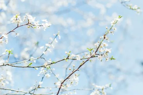 Branches of a blossoming tree with delicate white flowers against a soft bl.. Stock Photos