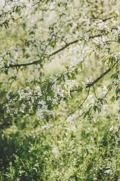 Branches of a blossoming tree on a garden background. Spring blossom. Selecti Foto stock