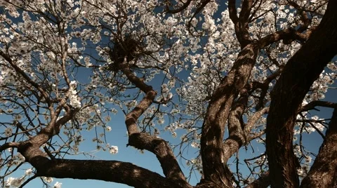 Branches of the Blossoming Tree With Nest. 4k Stock Footage 61178984