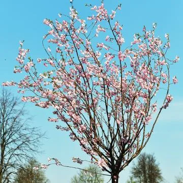 Branches of  blossoming tree Stock Photos