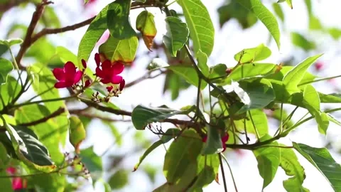 Branches of a blossoming tree with red flowers bloom in Africa in Egypt Stock Footage 265062030