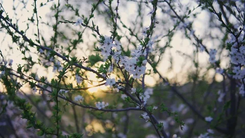Branches of a blossoming tree with white flowers in the sunlight dolly shot Stock Footage 128730980