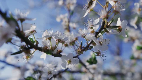 Branches of a blossoming tree with white flowers in the sunlight close-up Stock Footage 128731343