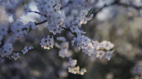Branches of a blossoming tree with white flowers in the sunlight close-up Stock Footage 129511977