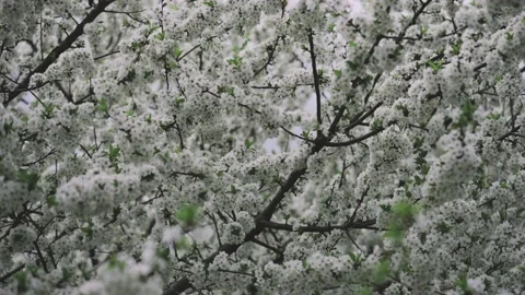 Branches of a blossoming tree with white flowers in the sunlight close-up Stock Footage 131014086