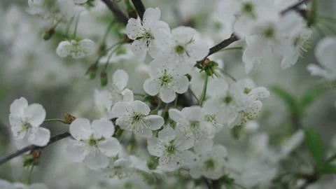 Branches of a blossoming tree with white flowers in the sunlight close-up Stock Footage 131141206