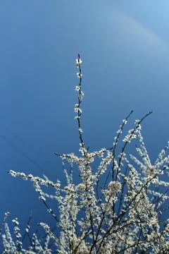 Branches of blossoming white cherry on a background of white sun and pale blue Stock Photos