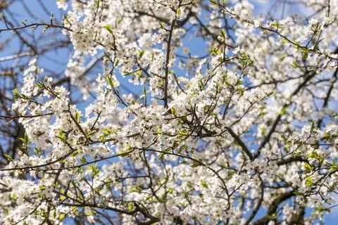 Branches of blossoming white cherry in the beginning of May Stock Photos