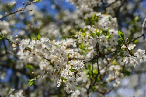 Branches of blossoming white cherry in May Stock Photos
