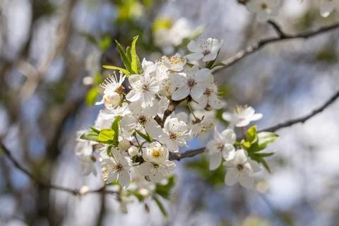 Branches of blossoming white cherry in the spring Stock Photos
