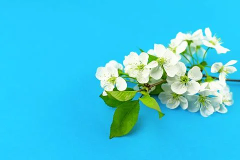 Branches of blossoming white spring apple tree flowers on bright blue tourquase Stock Photos