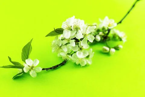 Branches of blossoming white spring apple tree flowers on bright yellow green Stock Photos