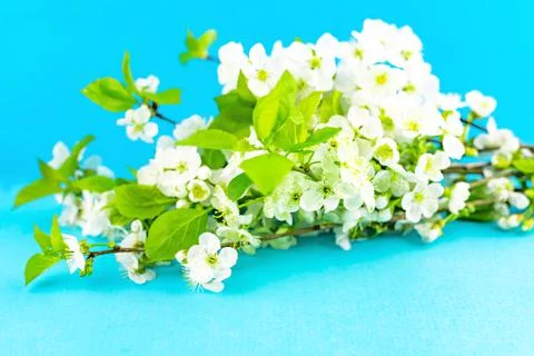 Branches of blossoming white spring apple tree flowers on bright blue tourquase Stock Photos