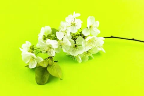 Branches of blossoming white spring apple tree flowers on bright yellow green Stock Photos