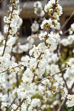 Branches of a blossoming white tree. Close-up Stock Photos