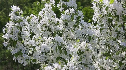 Branches of a blossoming wild apple tree in the spring Stock Footage 63499849