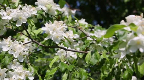 Branches of a blossoming wild apple trees swaying in the wind Stock Footage 63499910
